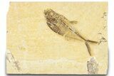 Detailed Fossil Fish (Diplomystus) - Wyoming #318494-1